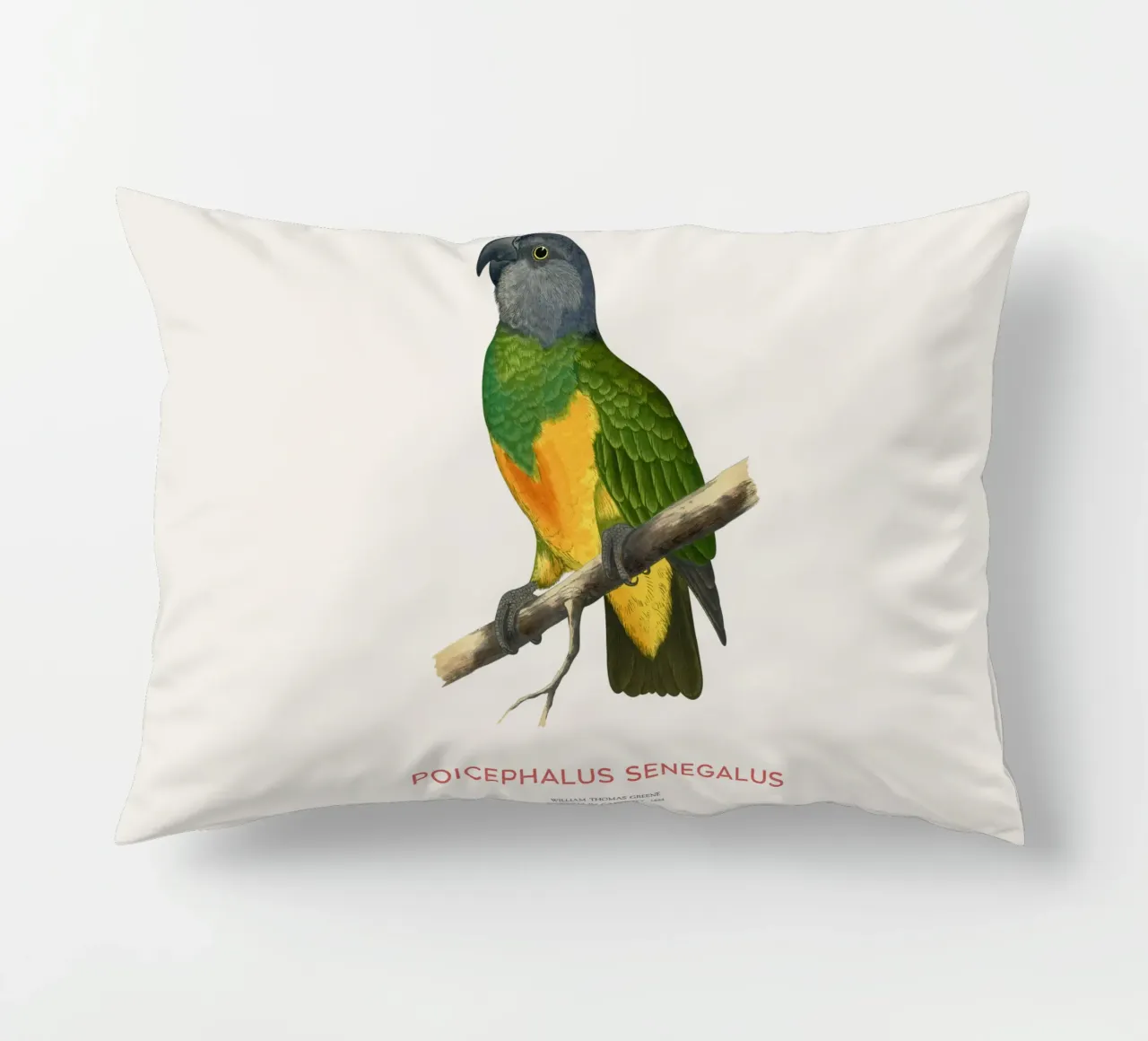 Poicephalus senegalus o pappagallo del Senegal cuscino da Vintagrafica