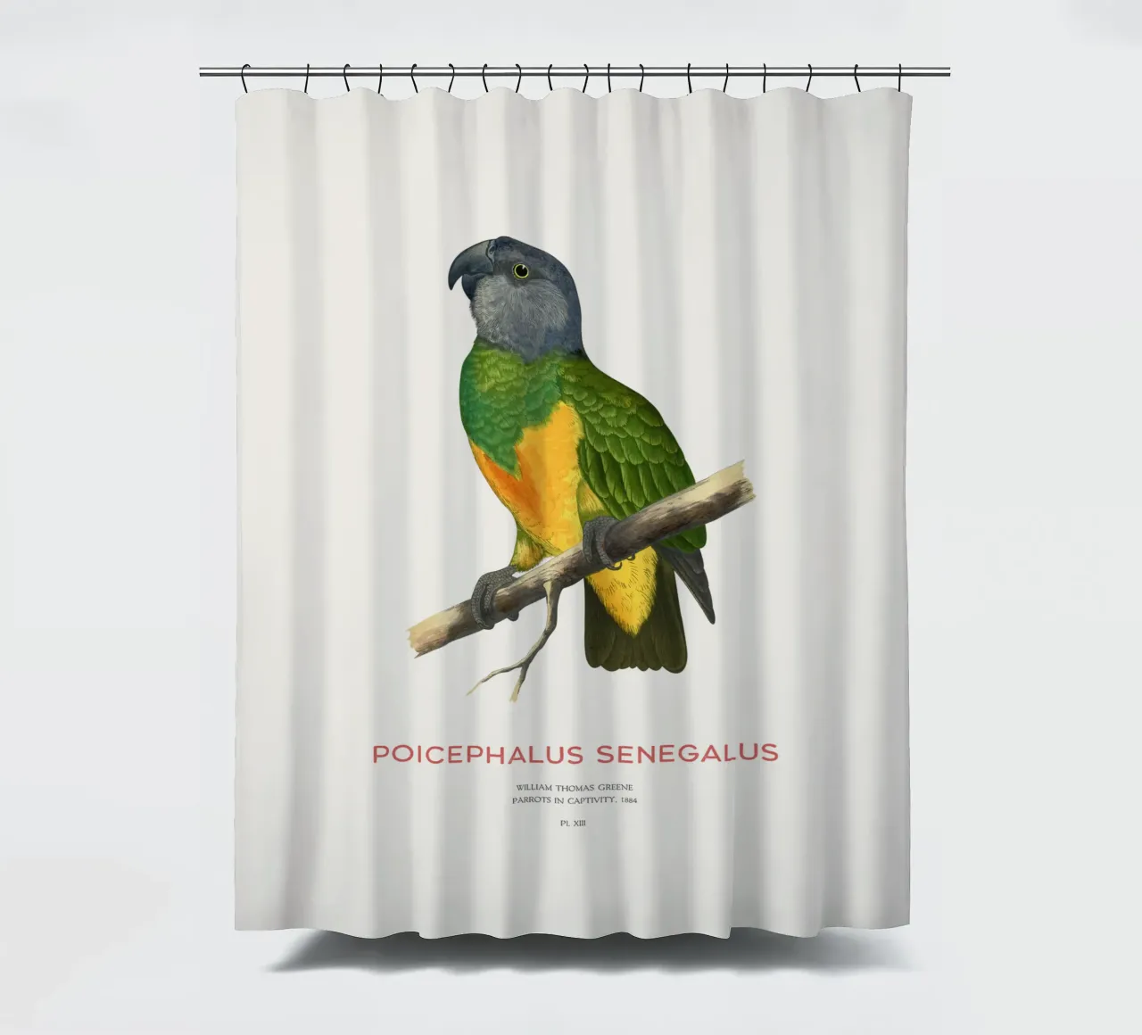 Poicephalus senegalus oder Senegalpapagei Duschvorhang von Vintagrafica