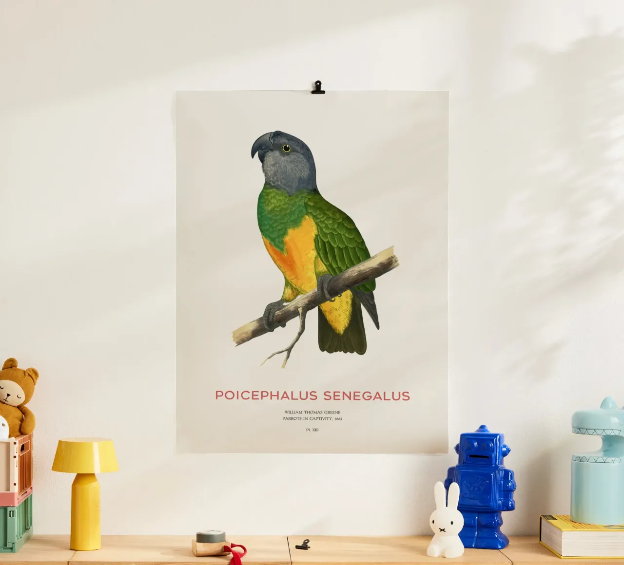 Poicephalus senegalus oder Senegalpapagei Hahnemühle von Vintagrafica