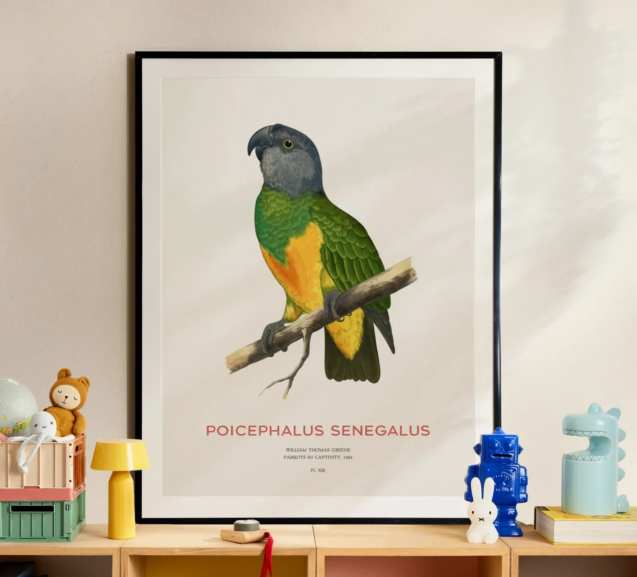 Poicephalus senegalus oder Senegalpapagei Hahnemühle von Vintagrafica