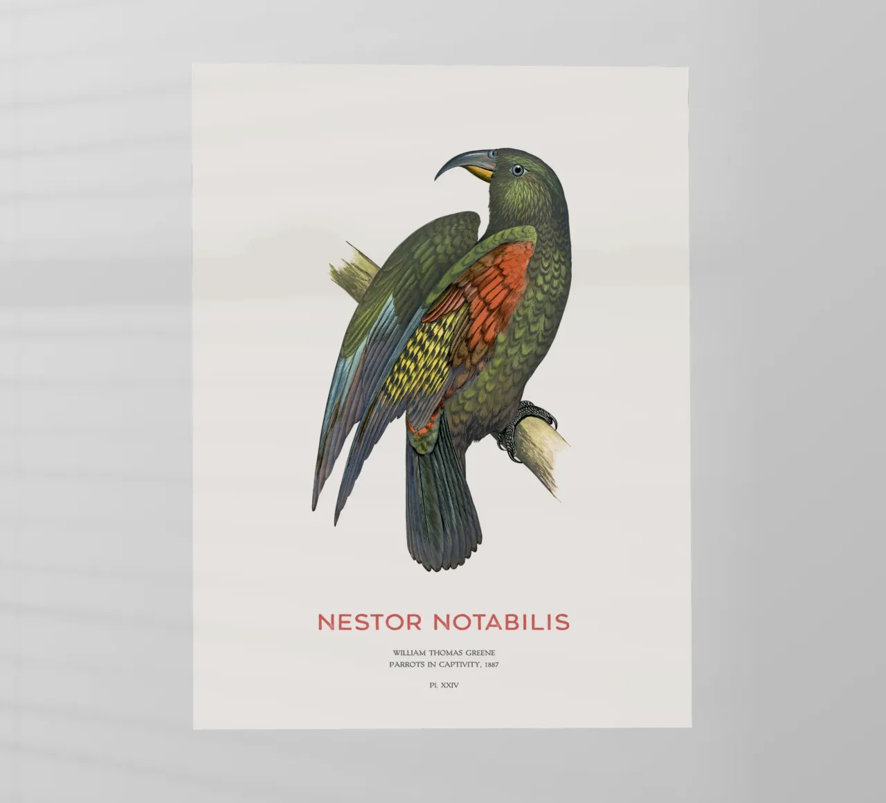 Kea o Nestor notabilis pellicola backlit da Vintagrafica