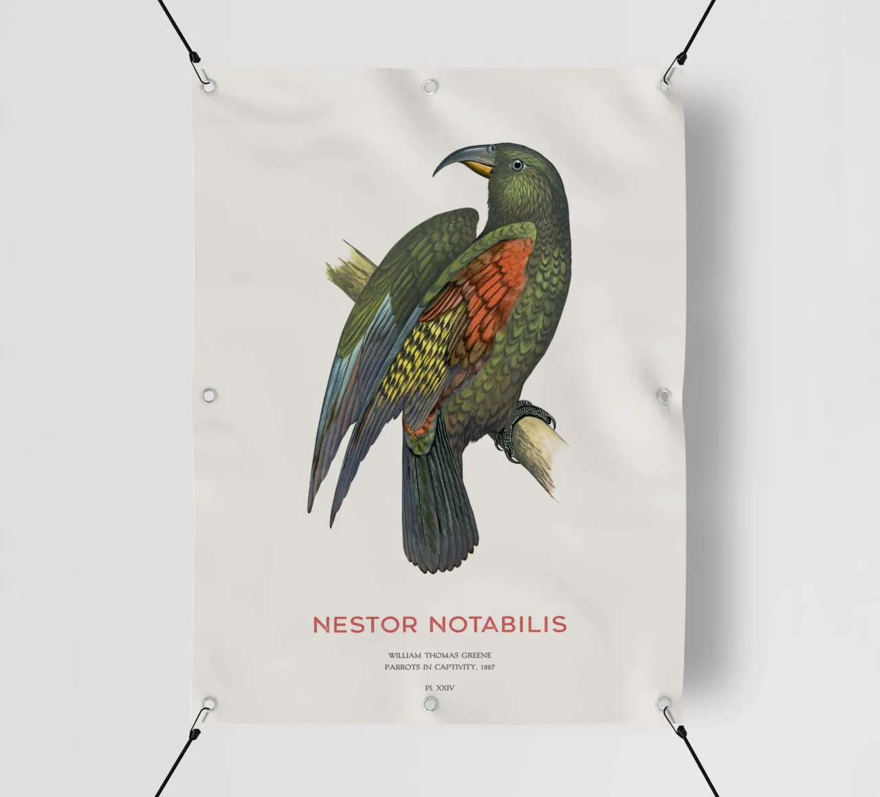 Kea o Nestor notabilis telo in pvc da Vintagrafica