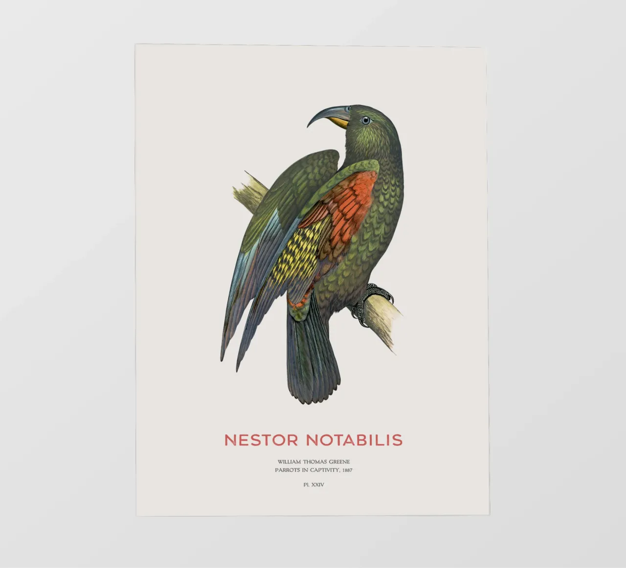 Kea o Nestor notabilis telo in pvc da Vintagrafica