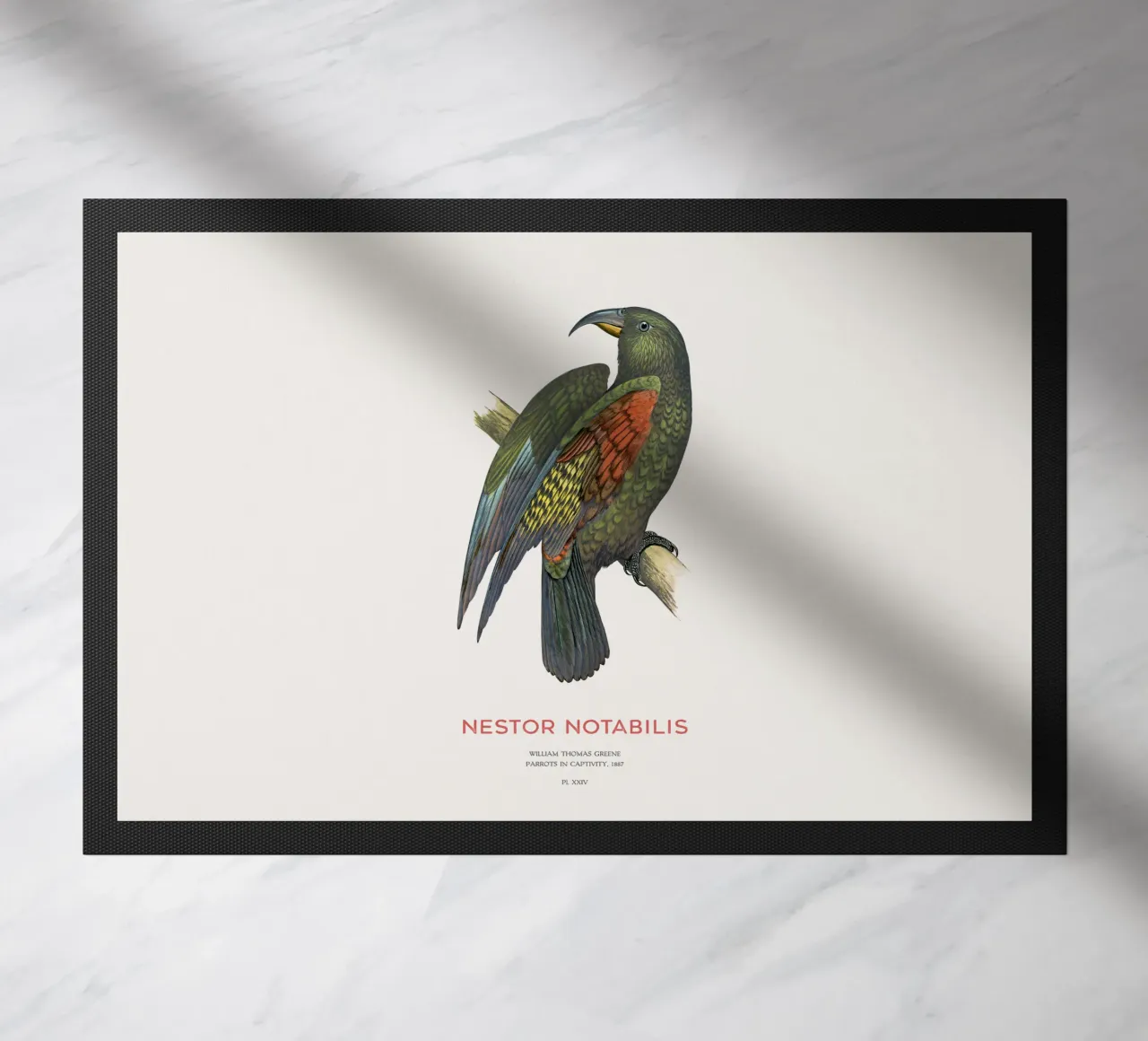 Kea o Nestor notabilis zerbino da Vintagrafica