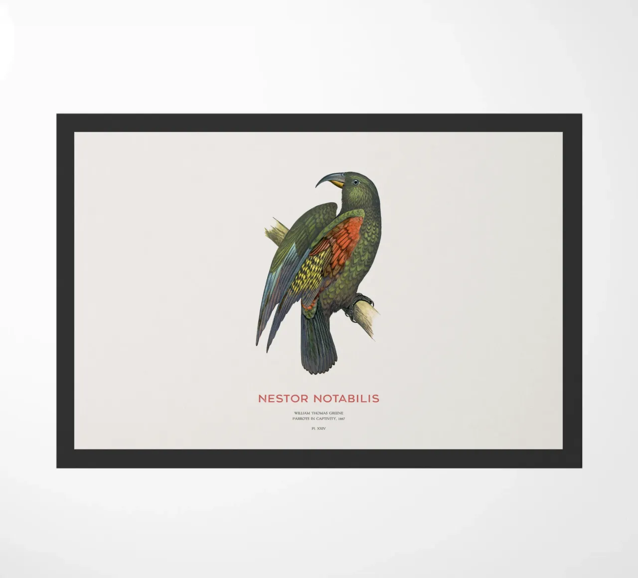 Kea o Nestor notabilis zerbino da Vintagrafica