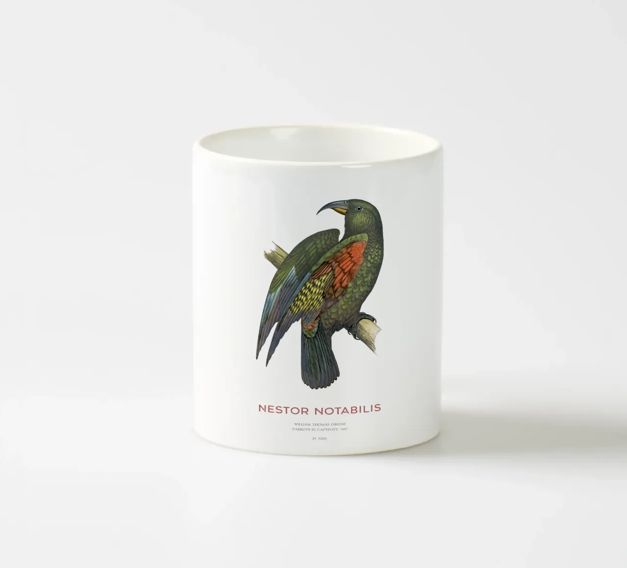 Kea o Nestor notabilis tazza in ceramica da Vintagrafica