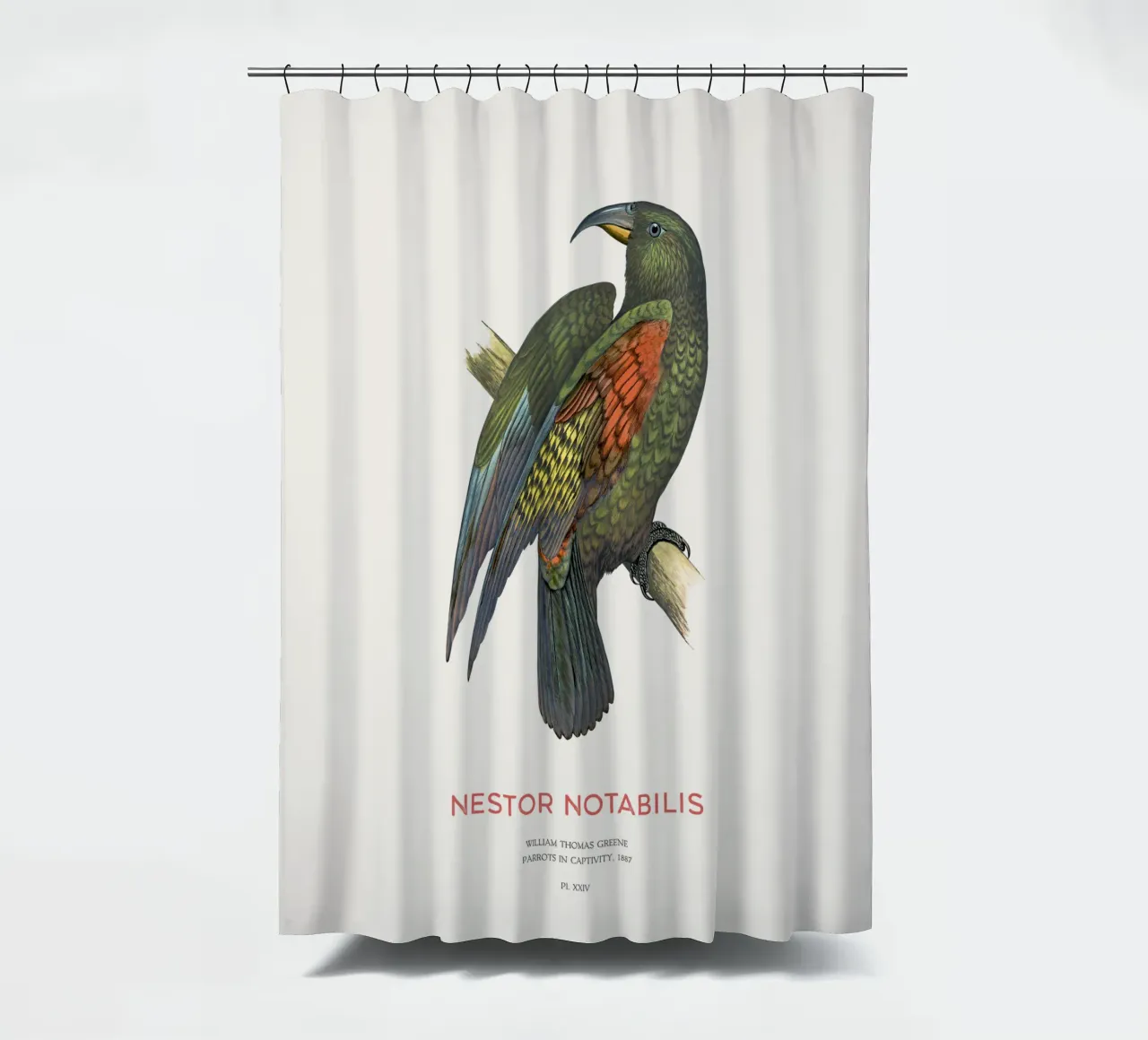 Kea o Nestor notabilis tenda da doccia da Vintagrafica
