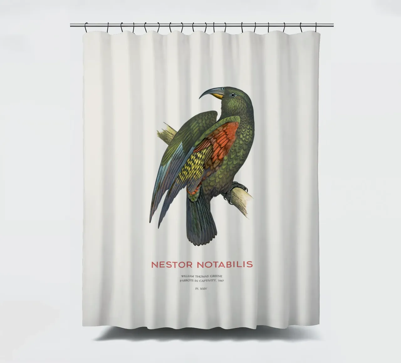 Kea o Nestor notabilis tenda da doccia da Vintagrafica