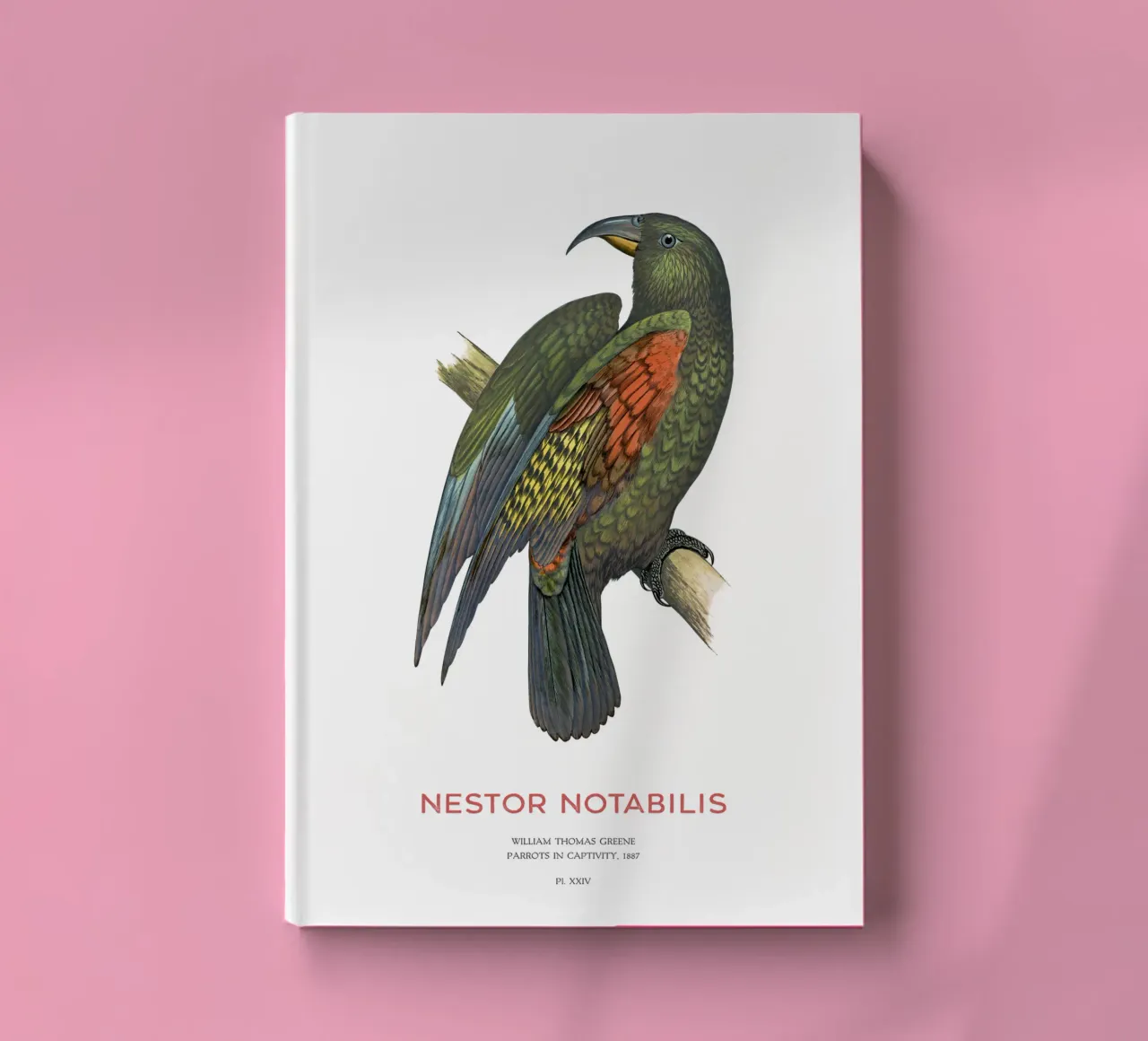 Kea o Nestor notabilis diario da Vintagrafica