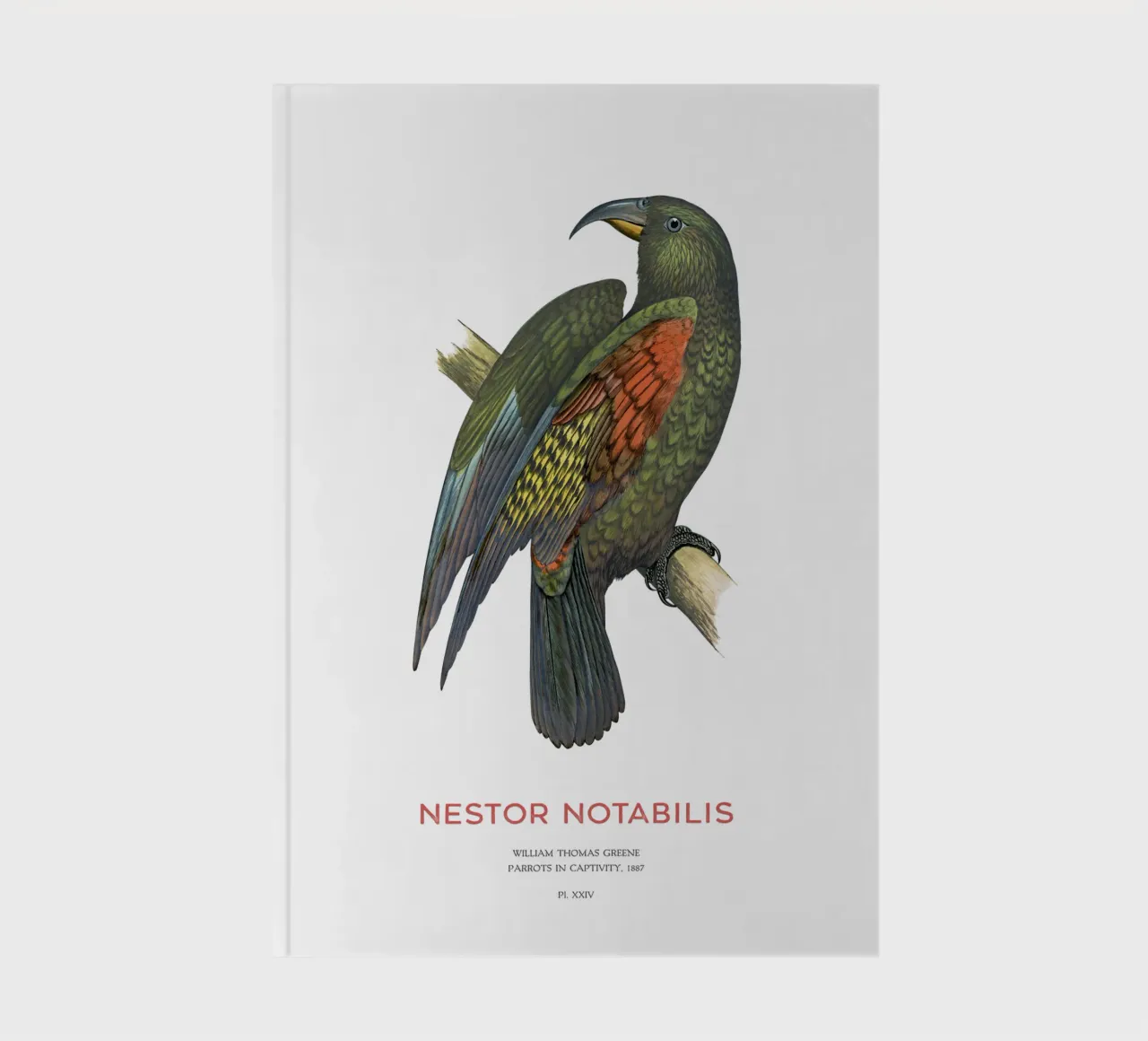 Kea or Nestor notabilis notebook by Vintagrafica