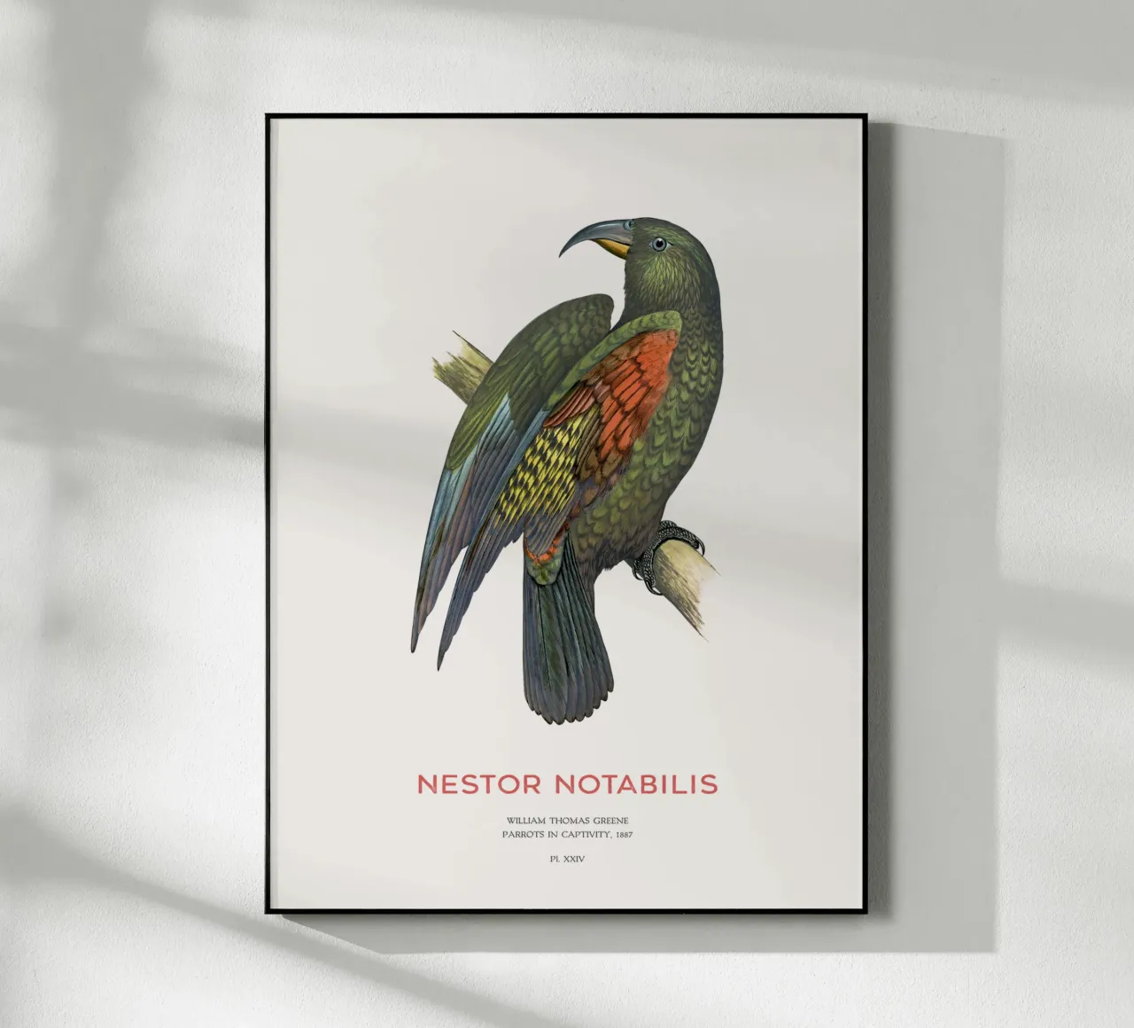 Kea o Nestor notabilis plexiglass da Vintagrafica
