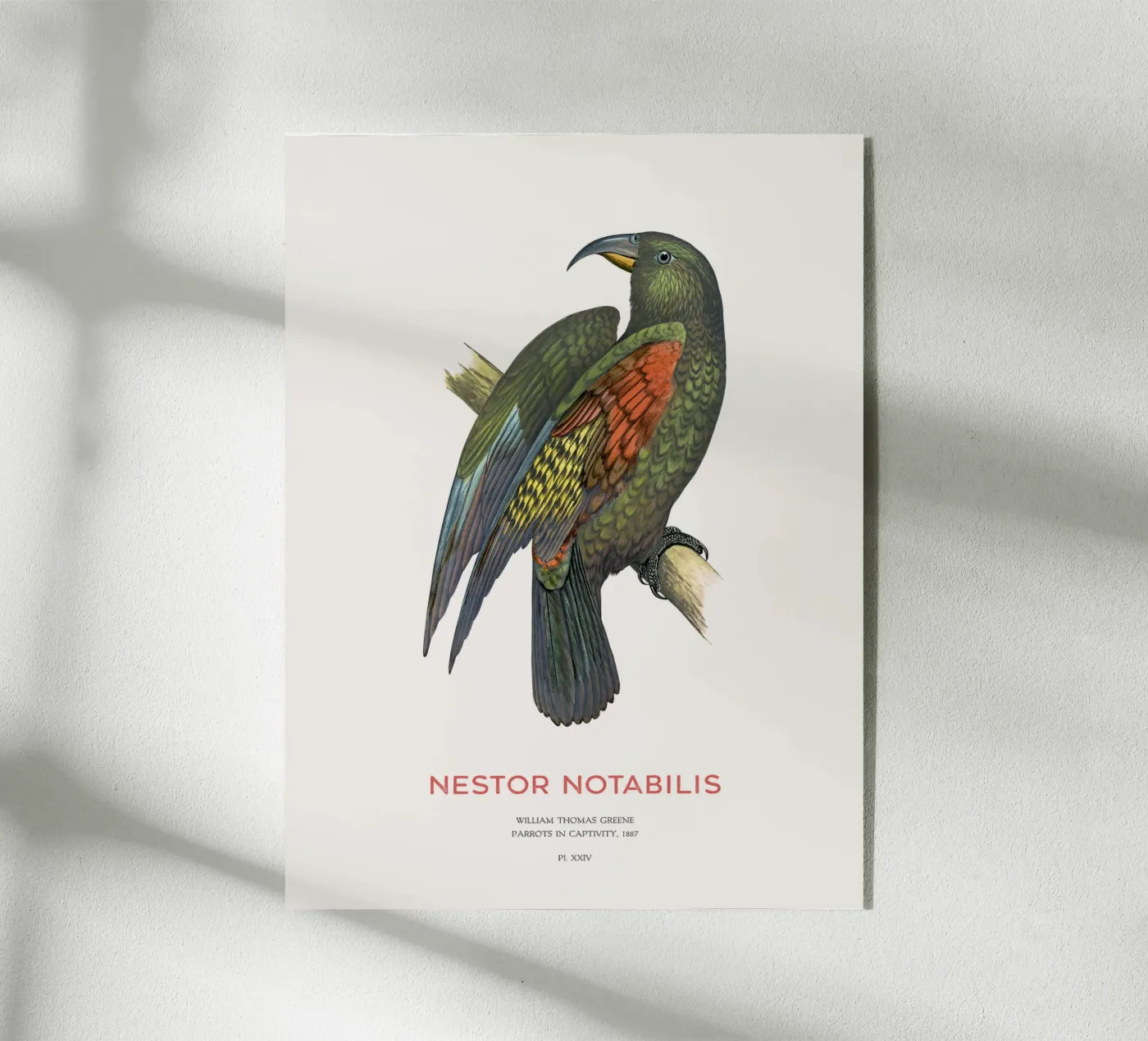 Kea o Nestor notabilis plexiglass da Vintagrafica
