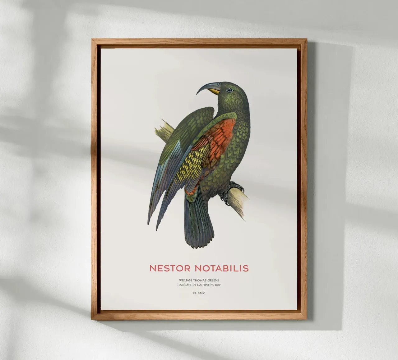 Kea o Nestor notabilis alluminio dibond da Vintagrafica