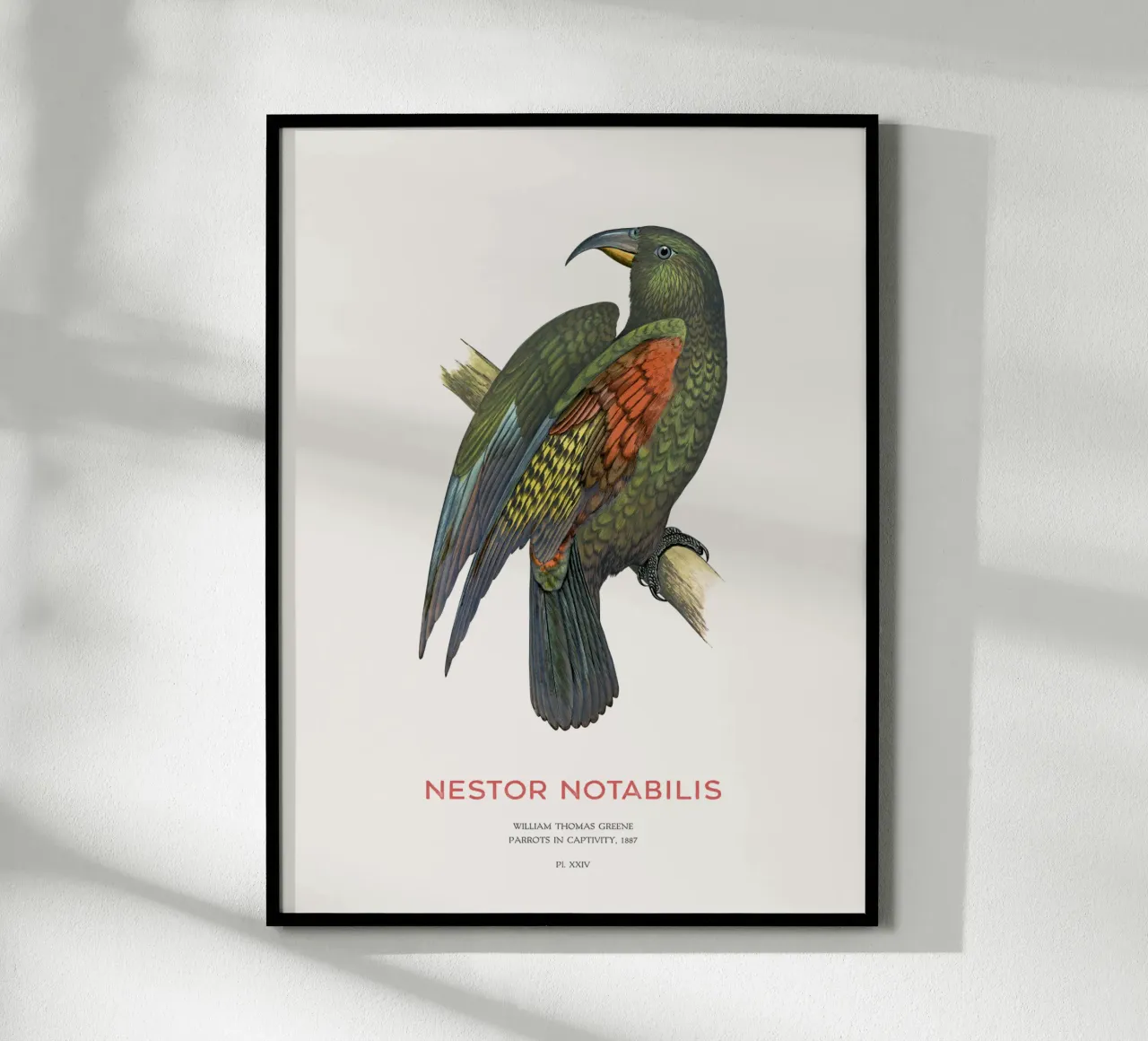 Kea o Nestor notabilis carta hahnemühle da Vintagrafica