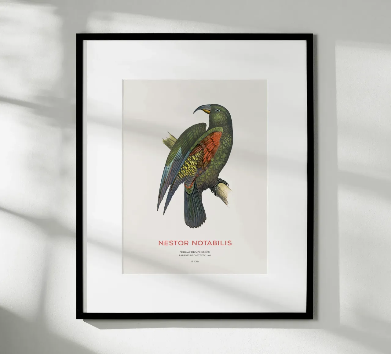 Kea oder Nestor notabilis Poster von Vintagrafica