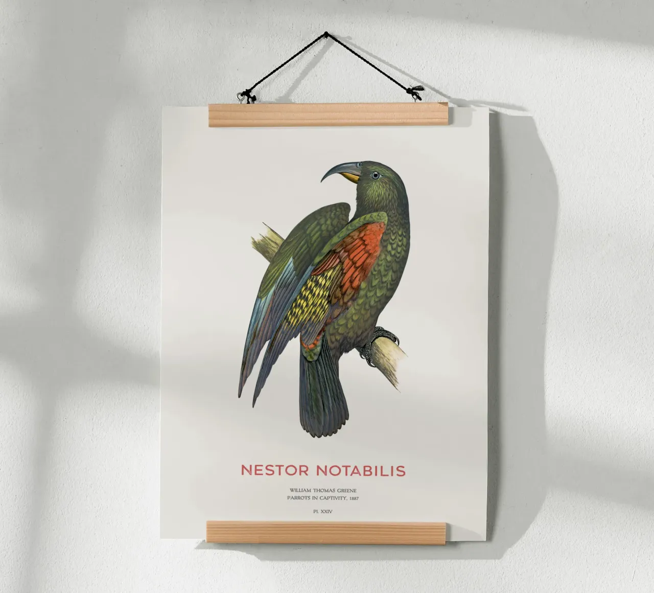 Kea o Nestor notabilis carta hahnemühle da Vintagrafica