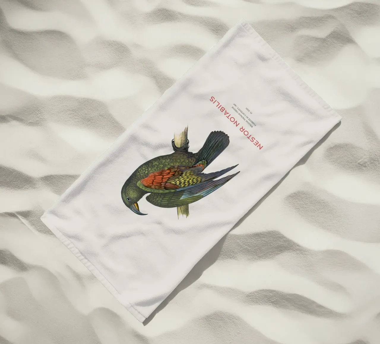 Kea o Nestor notabilis telo mare da Vintagrafica