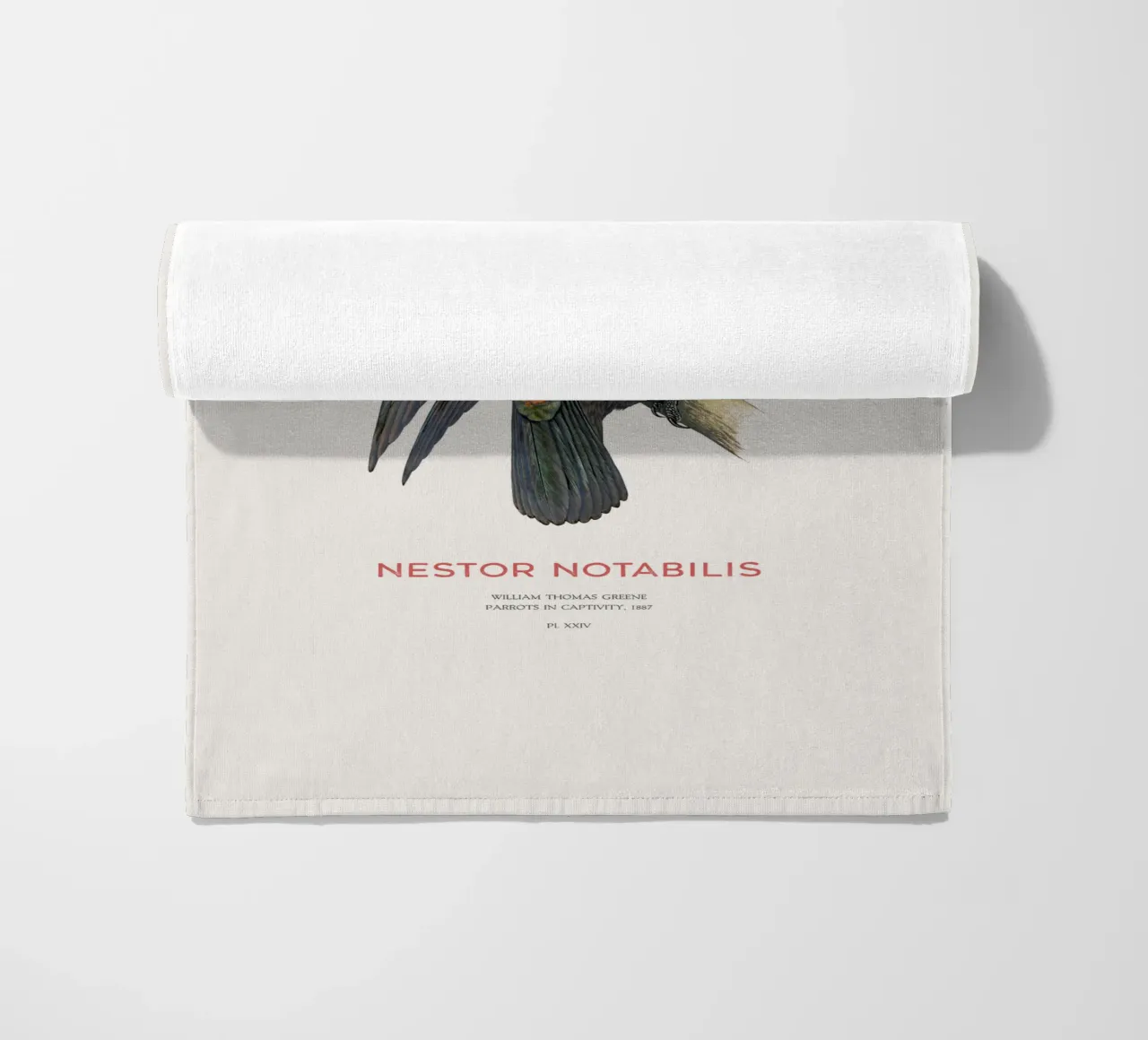 Kea o Nestor notabilis telo mare da Vintagrafica