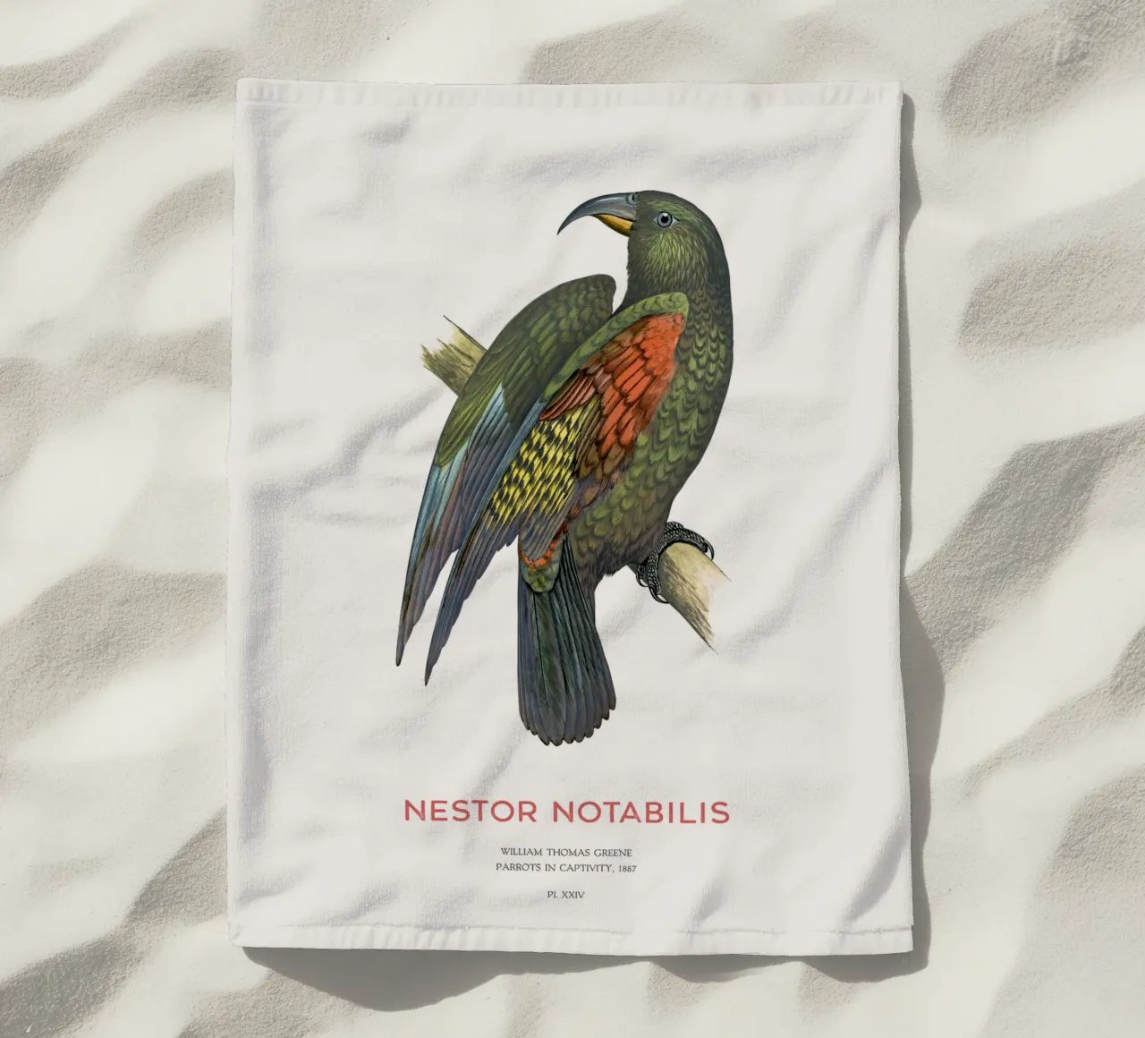 Kea o Nestor notabilis telo mare da Vintagrafica
