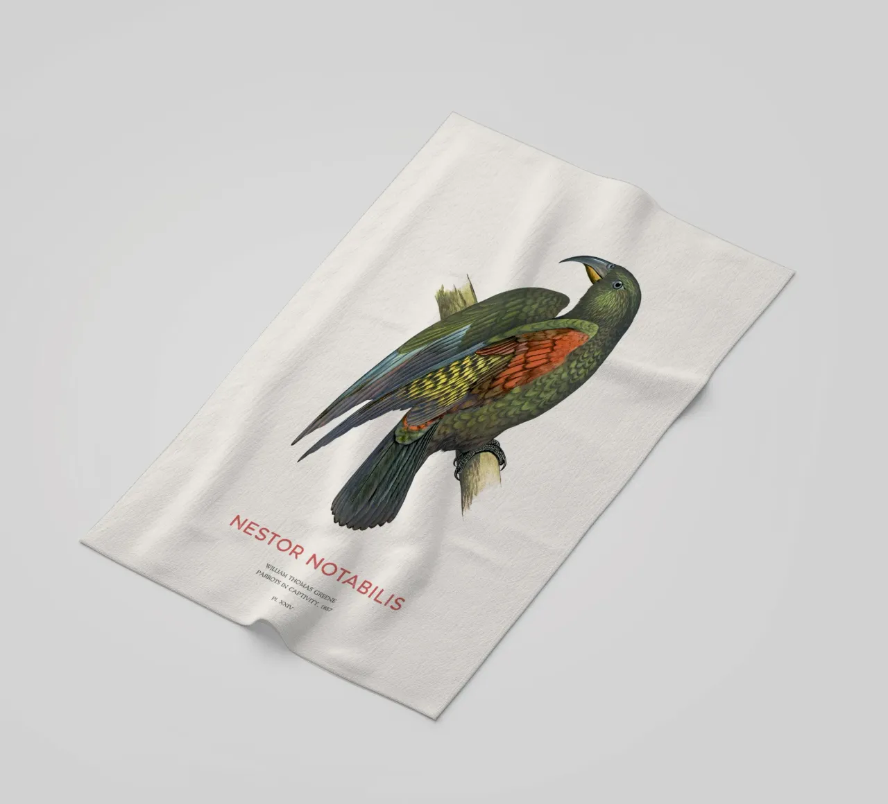 Kea o Nestor notabilis telo mare da Vintagrafica