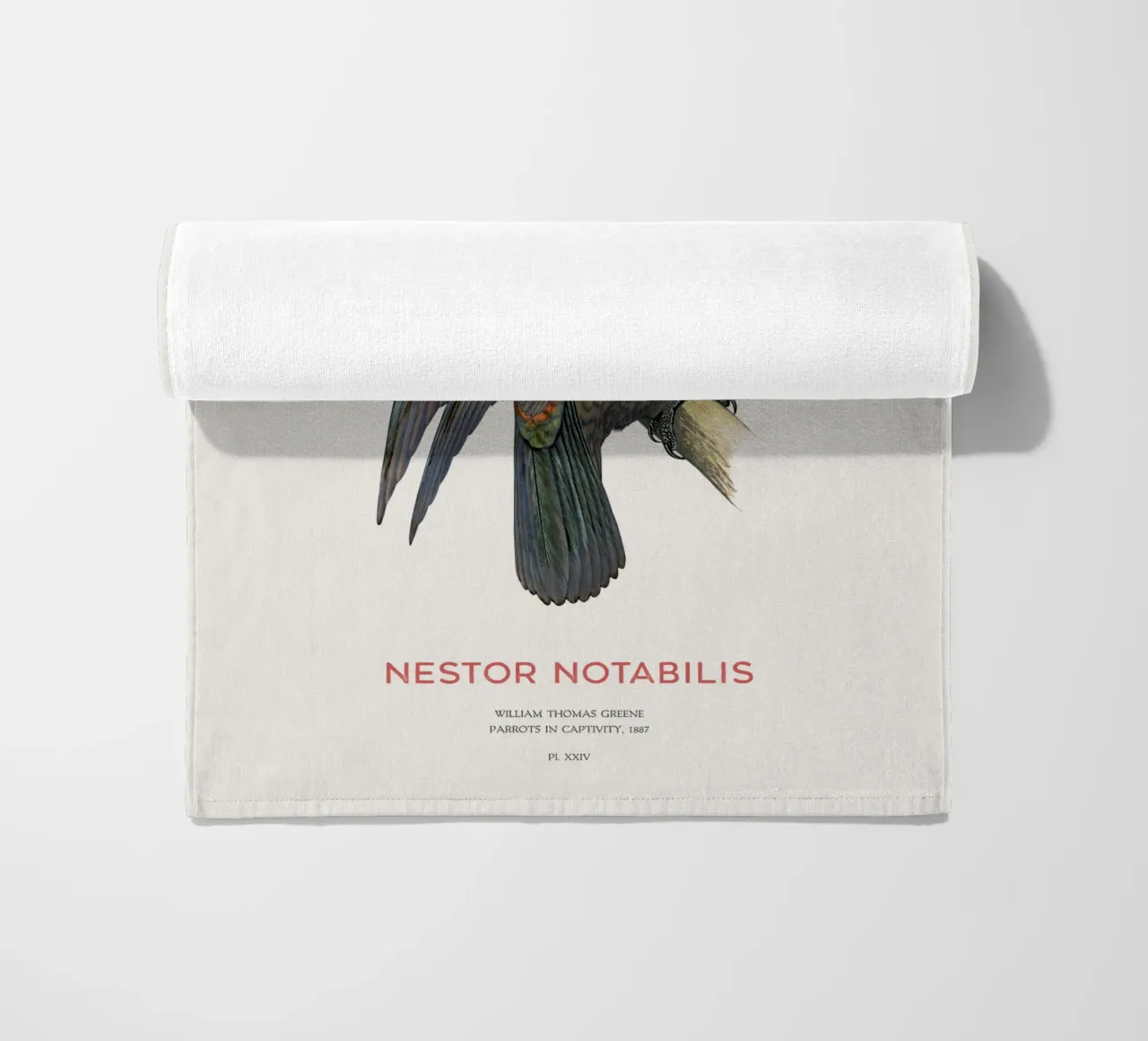 Kea o Nestor notabilis telo mare da Vintagrafica