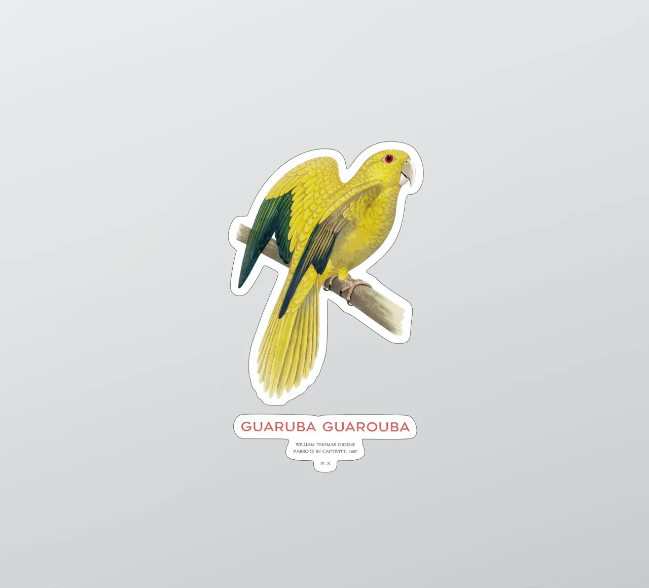 Goldsittich oder Guaruba guarouba Sticker von Vintagrafica