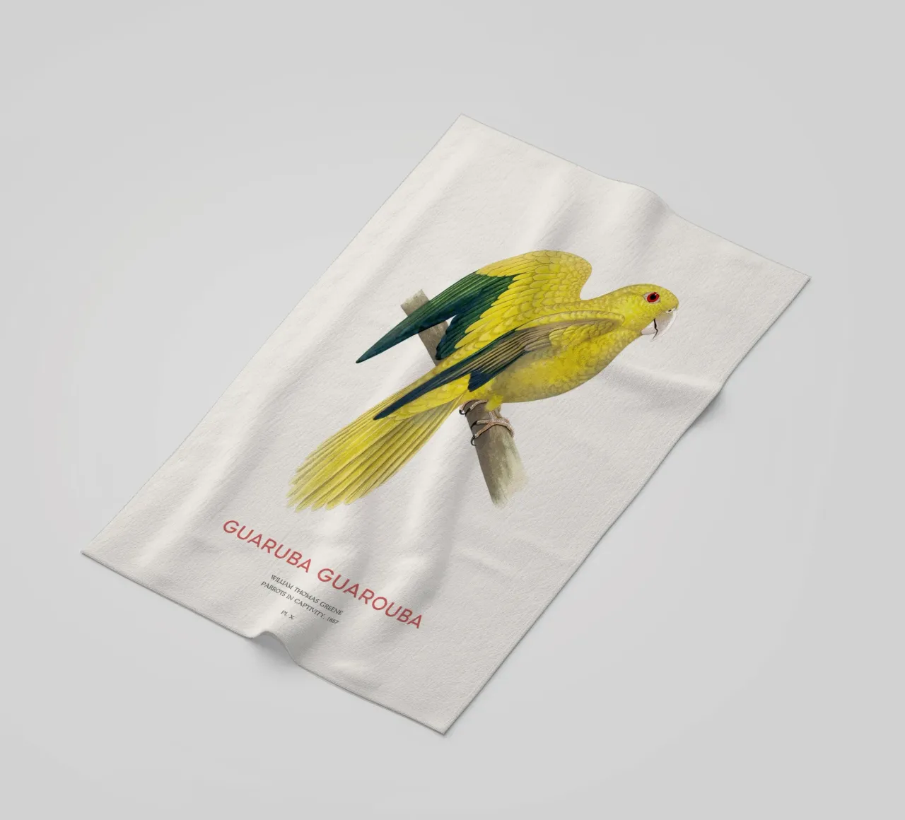 Golden parakeet or Guaruba guarouba beach towel by Vintagrafica