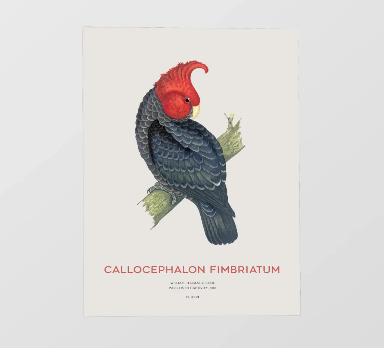 Cacatua gang-gang o Callocephalon fimbriatum pellicola backlit da Vintagrafica