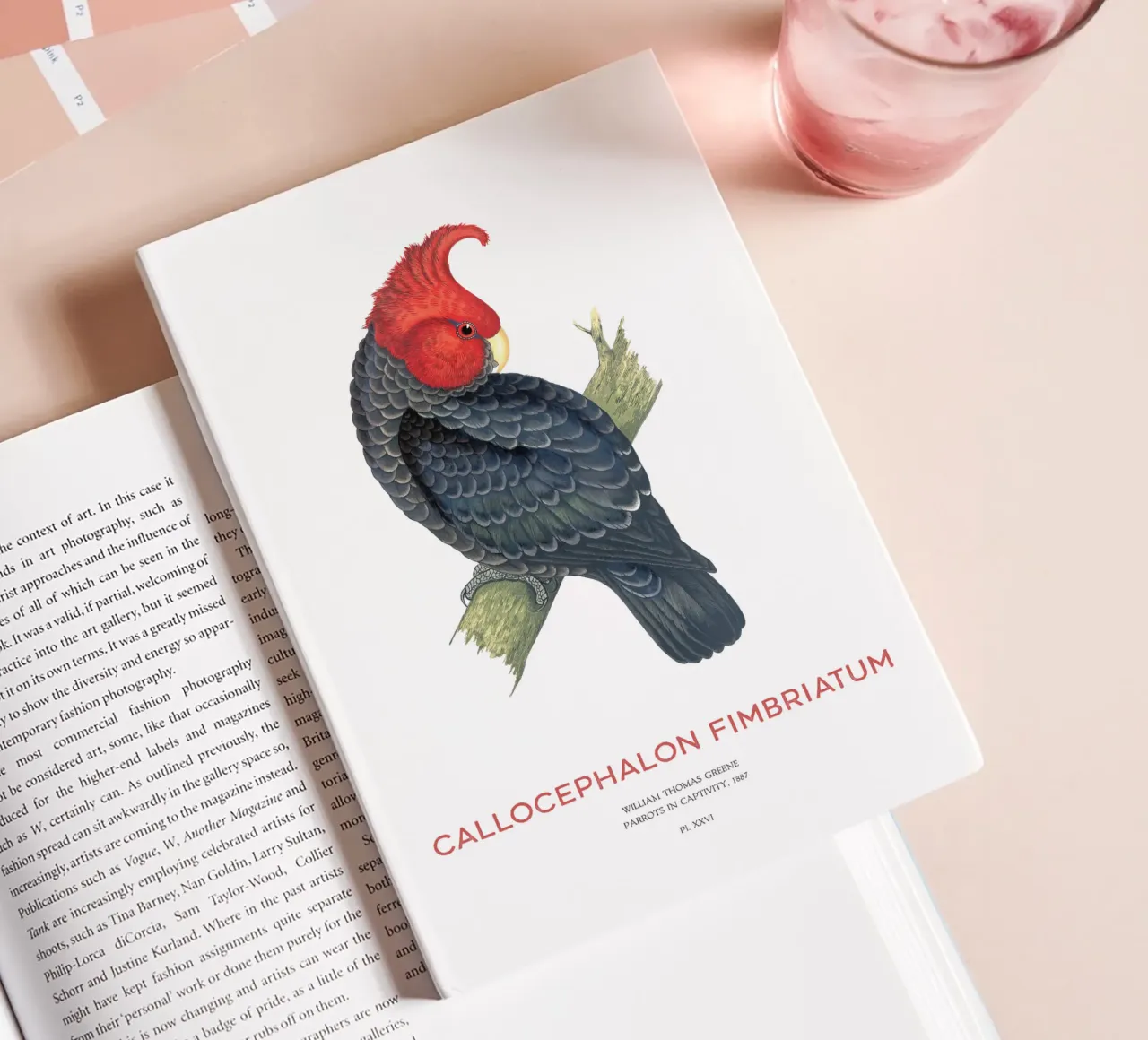 Gang-gang cockatoo or Callocephalon fimbriatum notebook by Vintagrafica