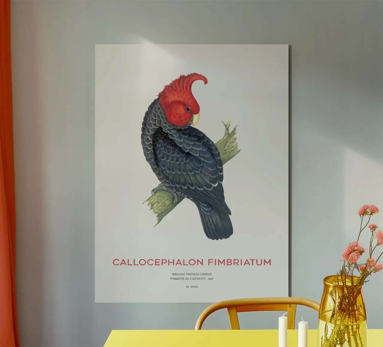 Gang-Kakadu oder Callocephalon fimbriatum Forex-Platte von Vintagrafica