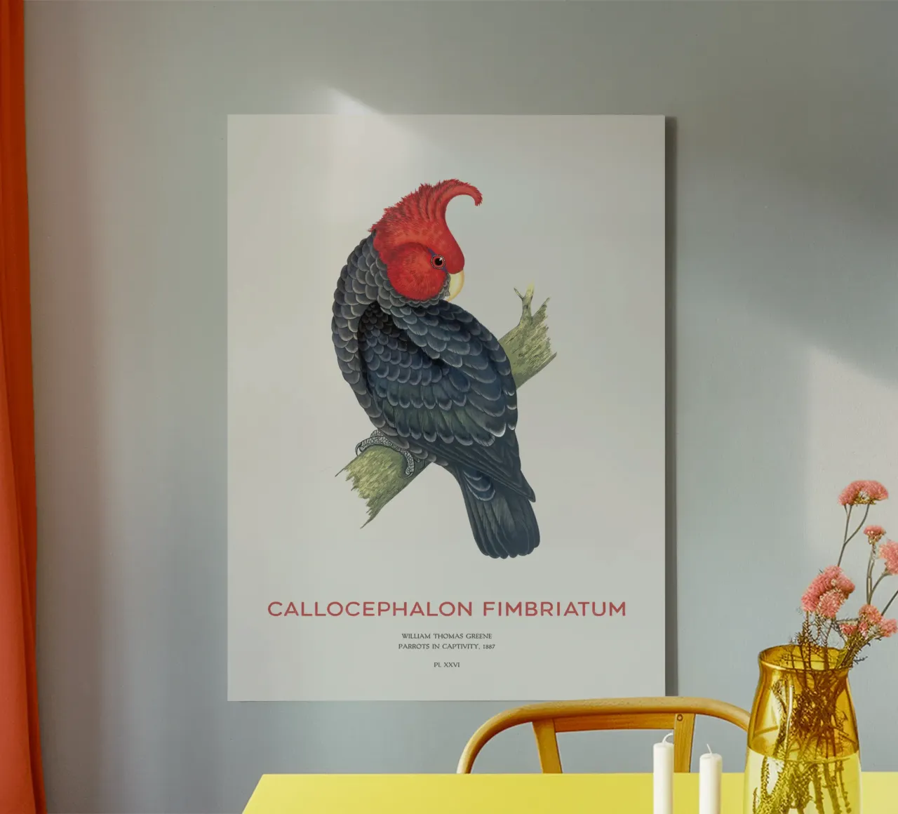 Gang-Kakadu oder Callocephalon fimbriatum Leinwand von Vintagrafica