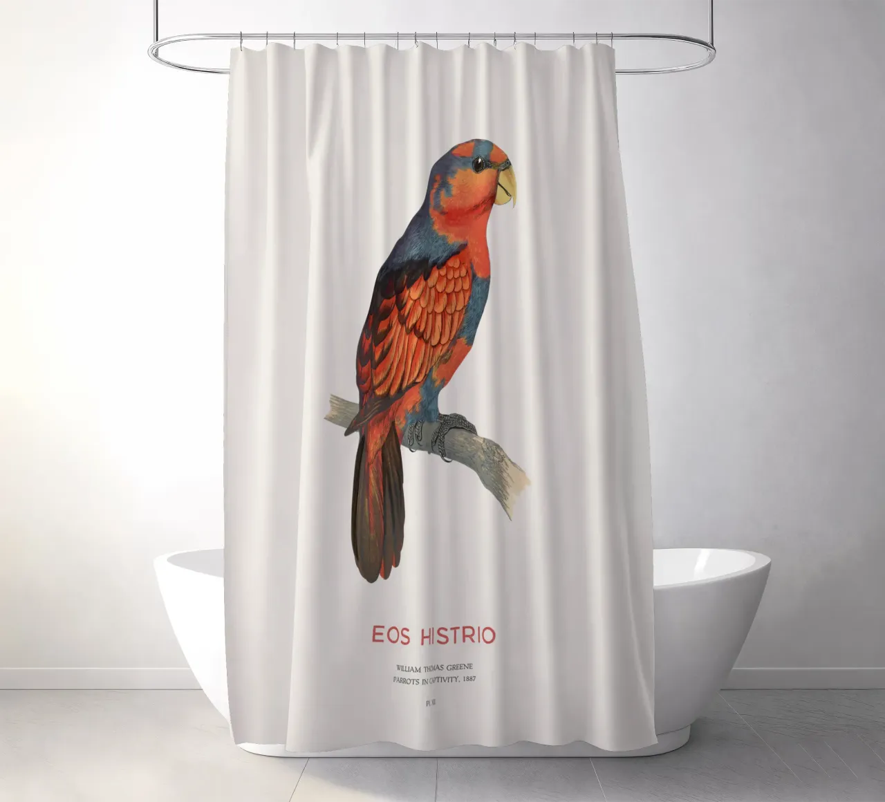Rotblauer Lori oder Eos histrio Duschvorhang von Vintagrafica