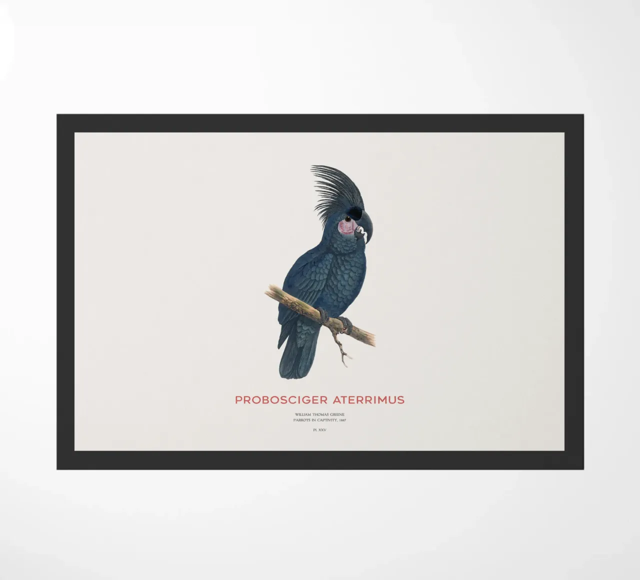 Cacatua delle palme o Probosciger aterrimus zerbino da Vintagrafica