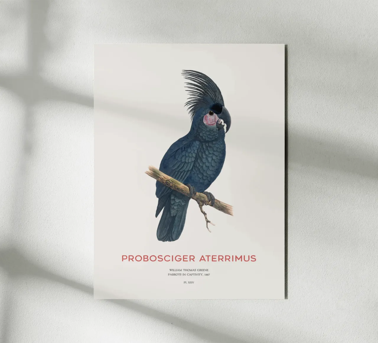 Cacatua delle palme o Probosciger aterrimus alluminio dibond da Vintagrafica