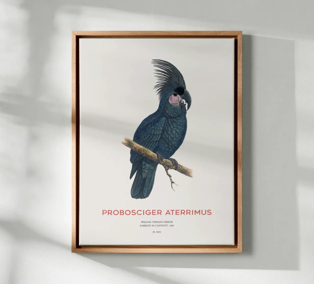 Cacatua delle palme o Probosciger aterrimus tela con Cornice a cassetta da Vintagrafica
