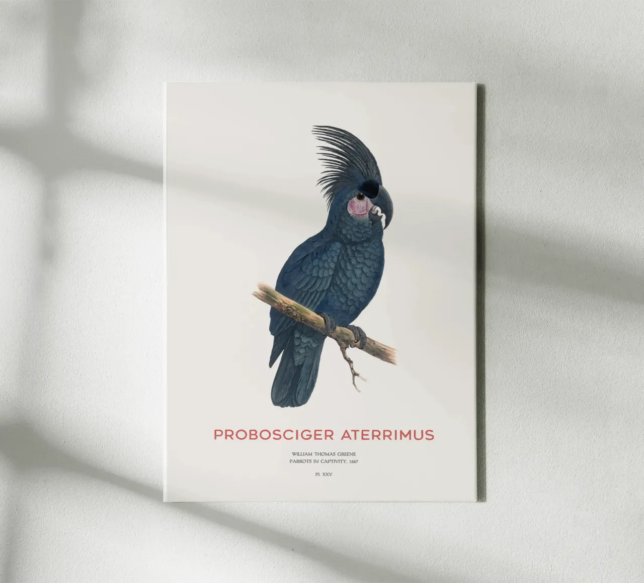Cacatua delle palme o Probosciger aterrimus tela con Cornice a cassetta da Vintagrafica