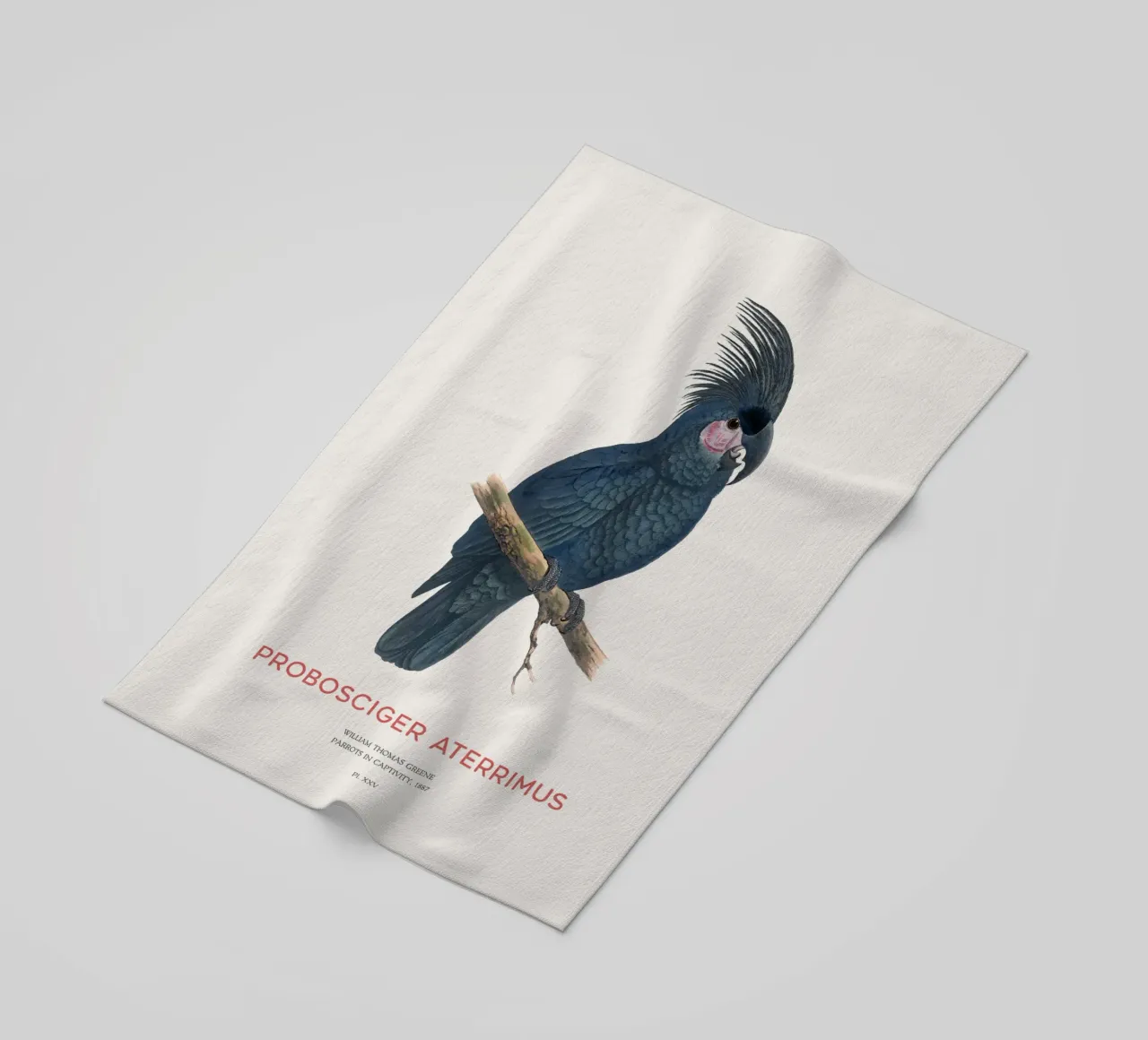 Cacatua delle palme o Probosciger aterrimus telo mare da Vintagrafica