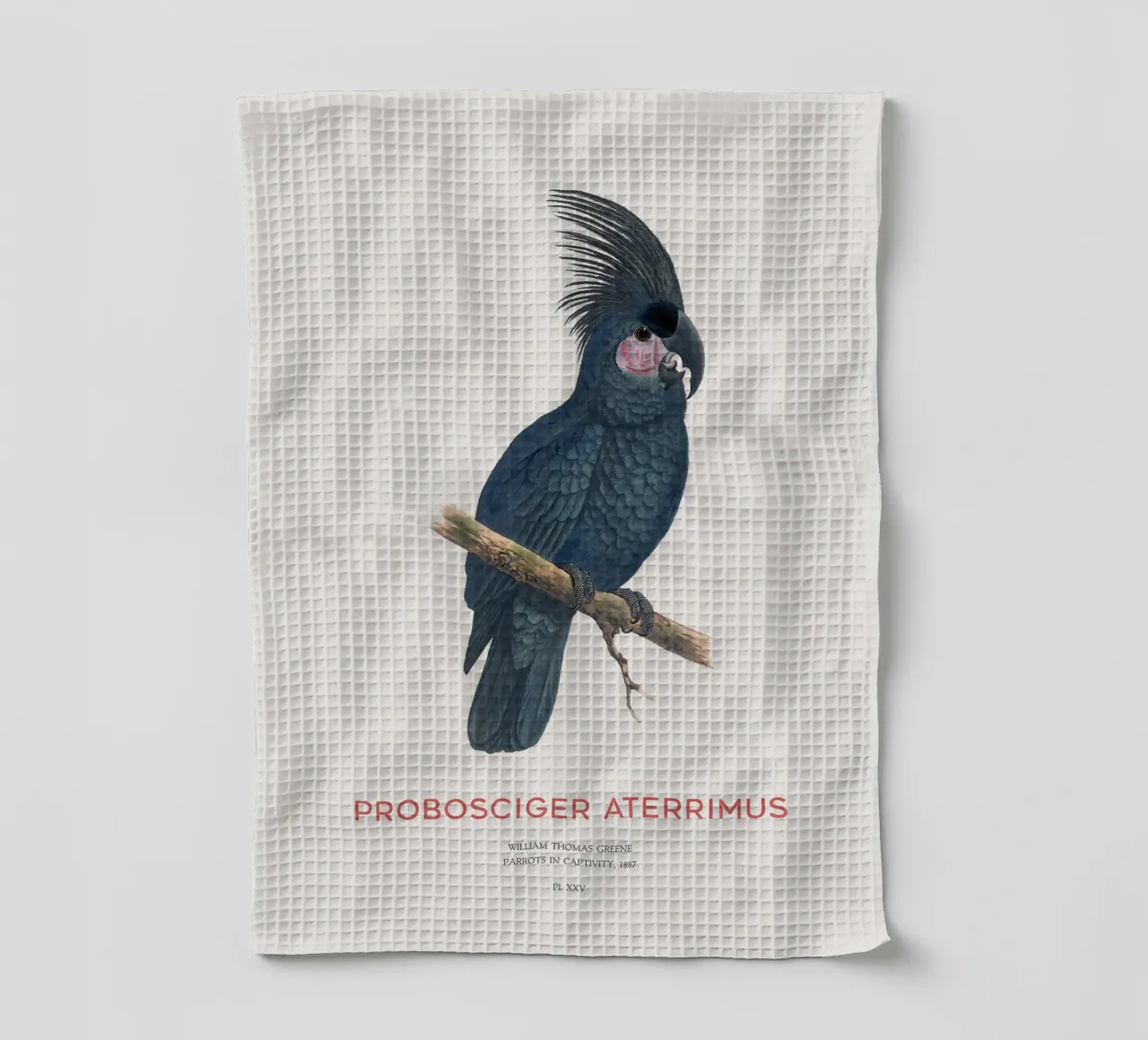 Cacatua delle palme o Probosciger aterrimus canovaccio da cucina da Vintagrafica