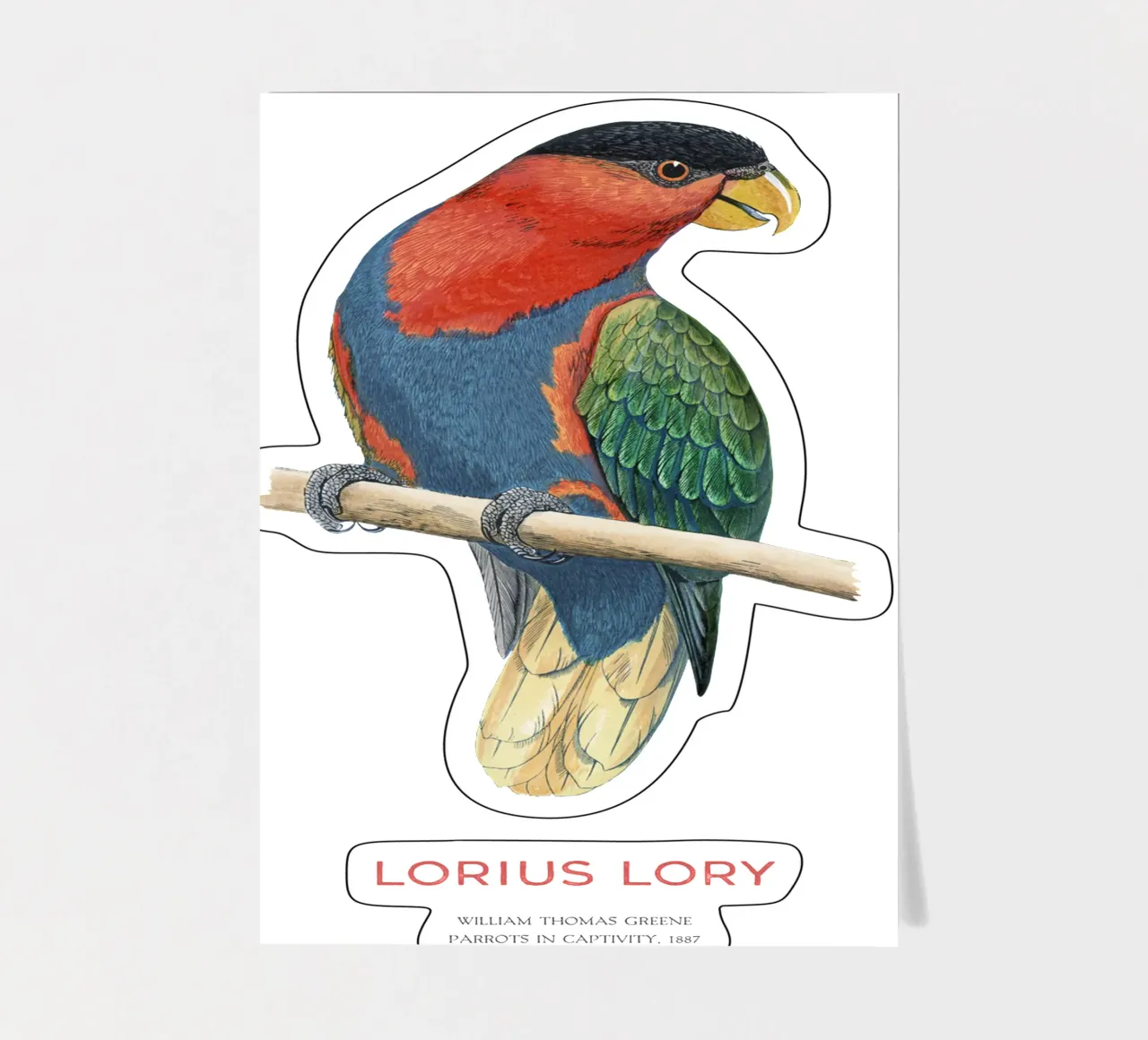 Schwarzkappenlori oder Loriuslori Stickerbogen von Vintagrafica