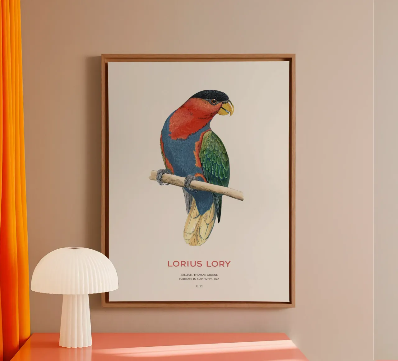 Zwartkoplori of Loriuslori canvas met Baklijst van Vintagrafica