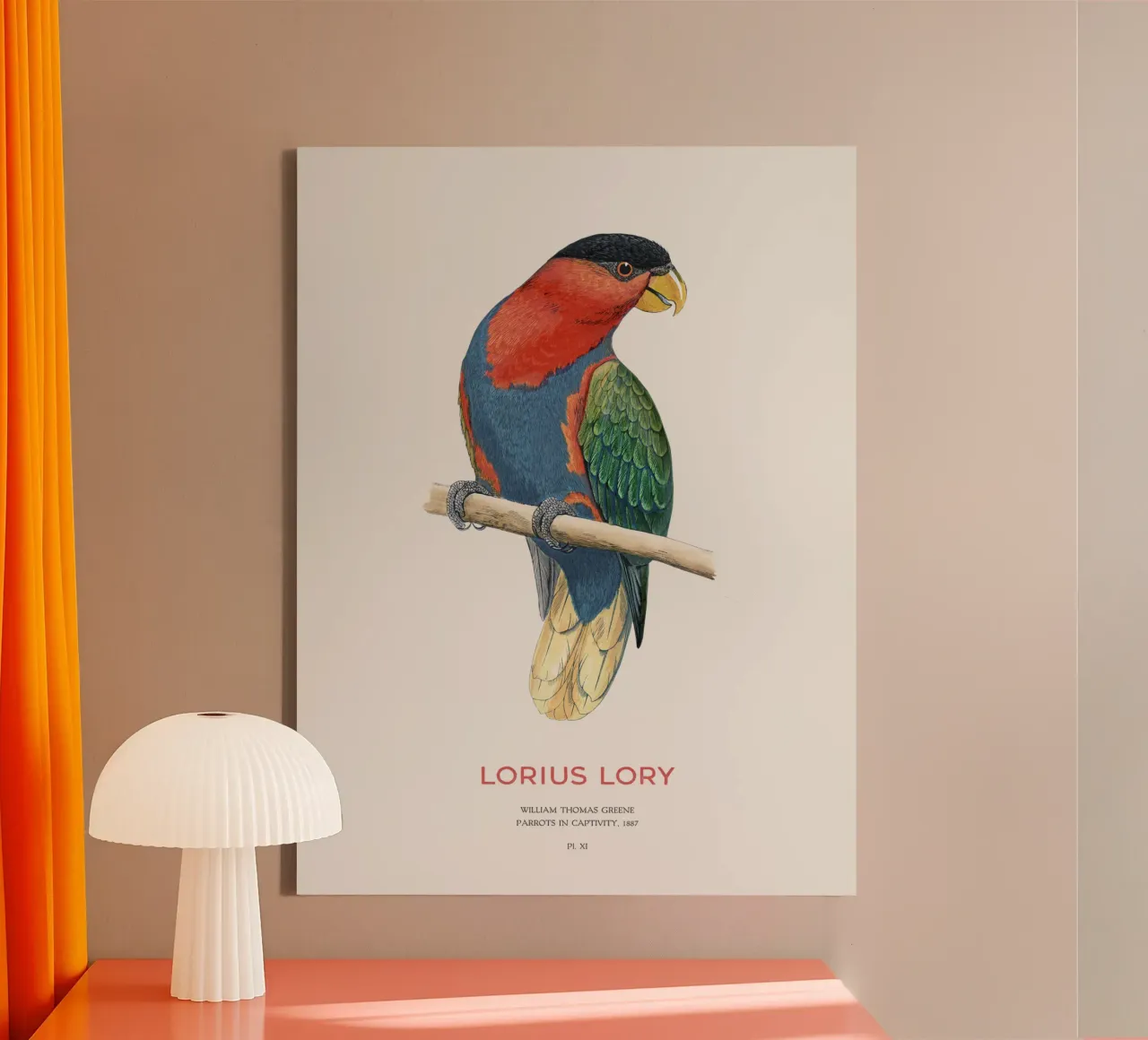 Zwartkoplori of Loriuslori canvas met Baklijst van Vintagrafica