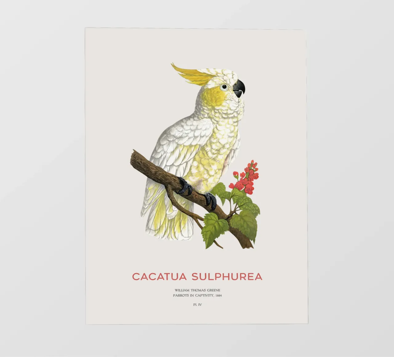 Cacatua dal ciuffo giallo o Cacatua sulphurea pellicola backlit da Vintagrafica