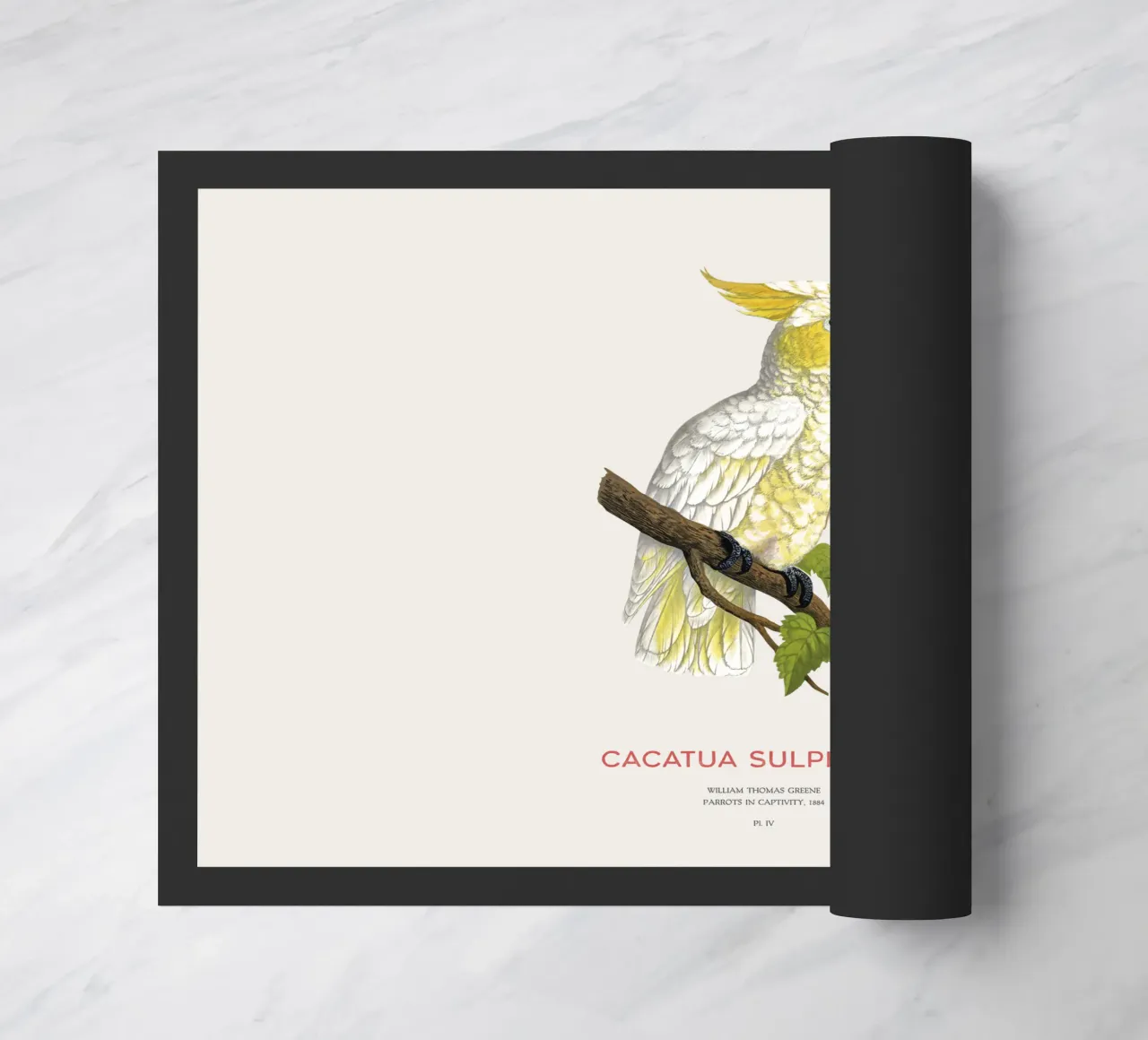 Cacatua dal ciuffo giallo o Cacatua sulphurea zerbino da Vintagrafica