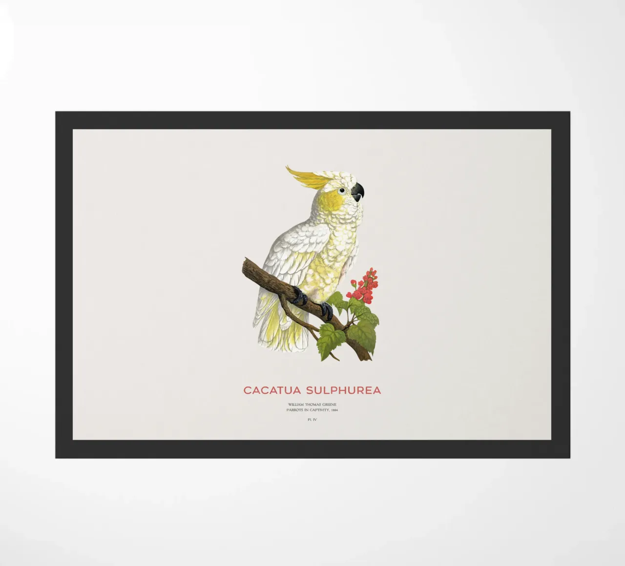 Cacatua dal ciuffo giallo o Cacatua sulphurea zerbino da Vintagrafica