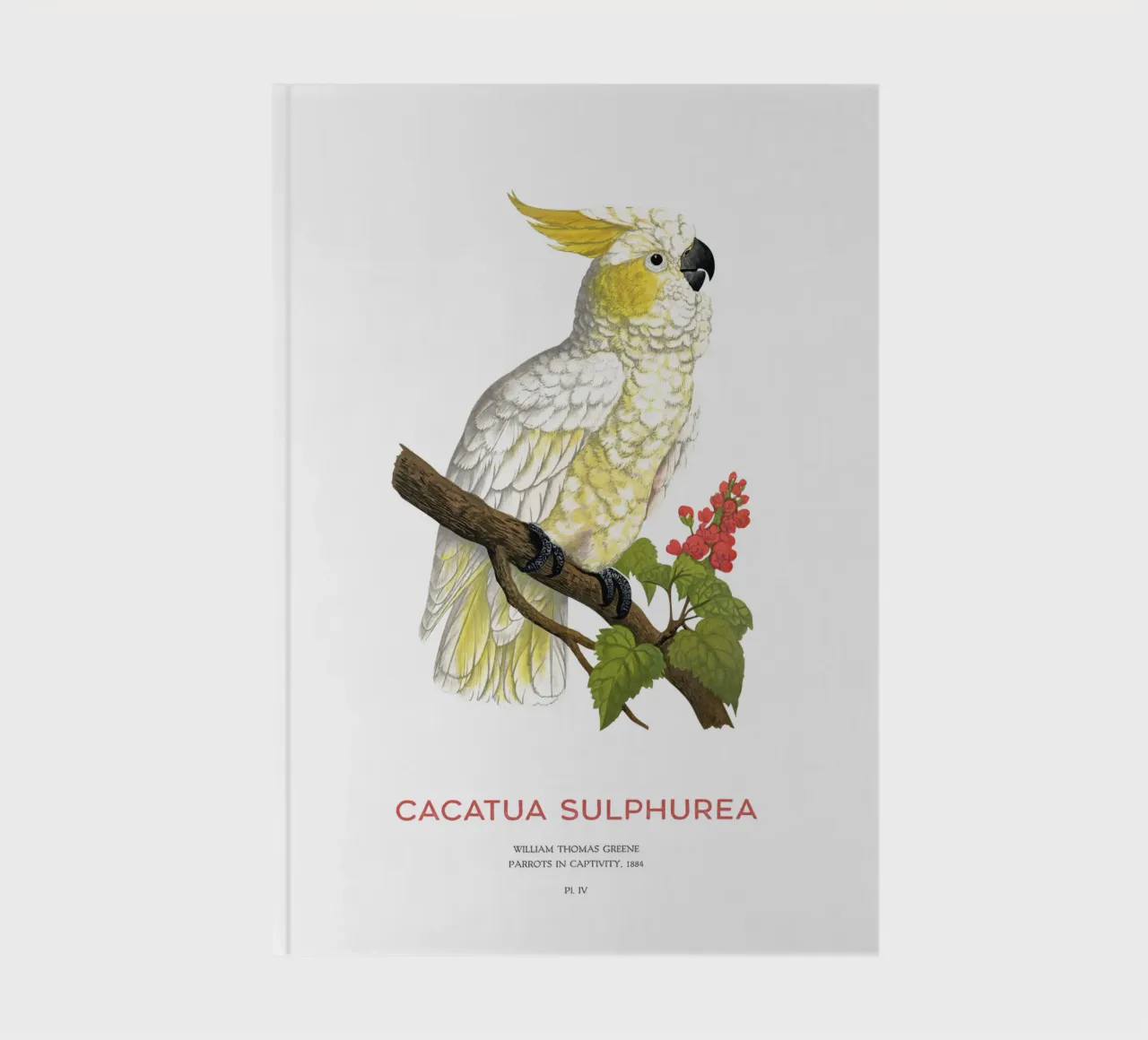 Cacatua dal ciuffo giallo o Cacatua sulphurea diario da Vintagrafica