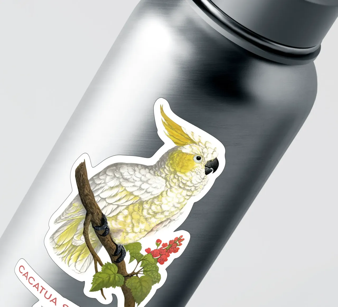Gelbhaubenkakadu oder Cacatua sulphurea Sticker von Vintagrafica