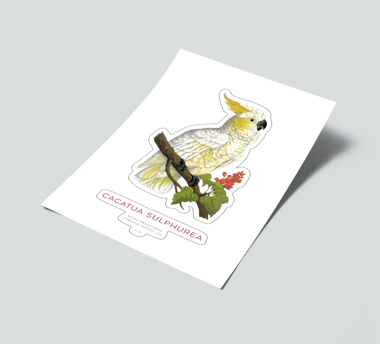Gelbhaubenkakadu oder Cacatua sulphurea Stickerbogen von Vintagrafica
