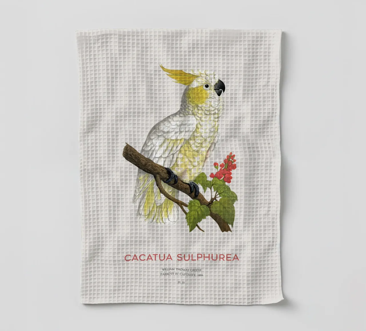Cacatoès à crête jaune ou Cacatua sulphurea torchon de Vintagrafica