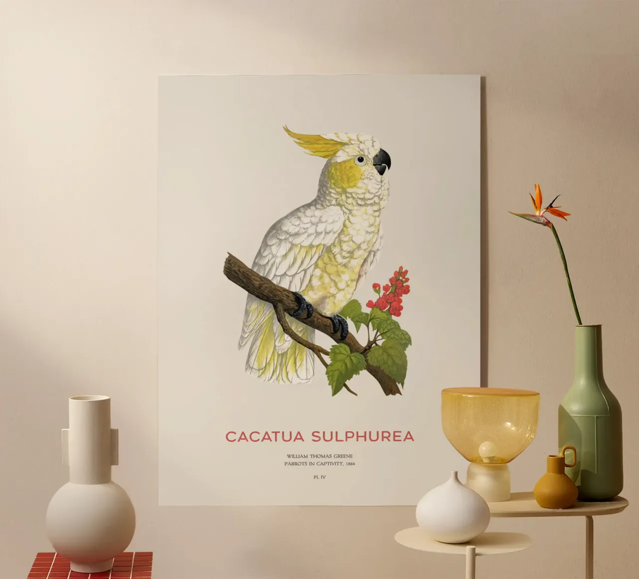 Cacatua dal ciuffo giallo o Cacatua sulphurea plexiglass da Vintagrafica