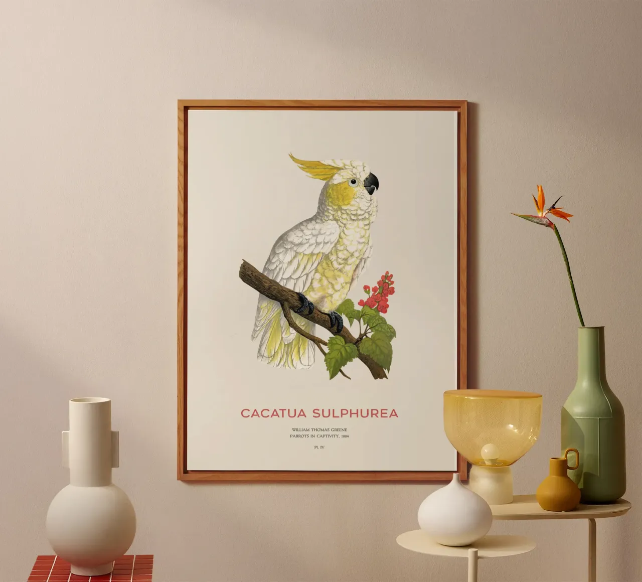 Cacatua dal ciuffo giallo o Cacatua sulphurea alluminio dibond da Vintagrafica
